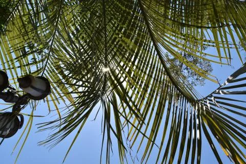 Palm Tree with Blue background 스톡 사진