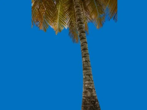 A palm tree with blue background 库存照片