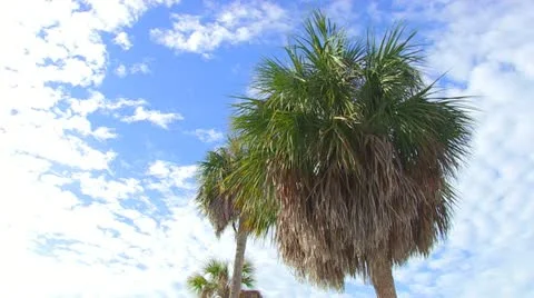 Palm Tree &amp; Blue Cloudy Sky 2 Stock-Footage 18069280