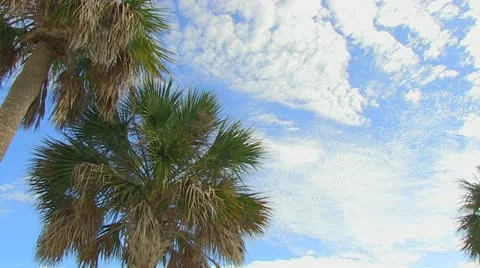 Palm Tree &amp; Blue Cloudy Sky Stock Footage 18070807
