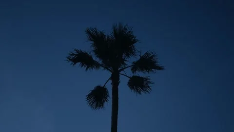 Palm tree blue hour 180 degree around spin Stock Footage 261705445