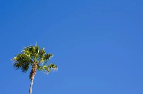 Palm tree on blue Stock Photos