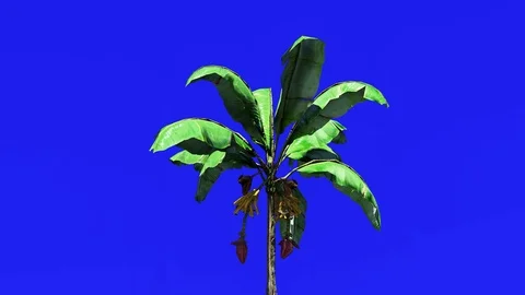 Palm Tree on Blue Screen, 4K Animation, 3D Rendering Stock Footage 122249810