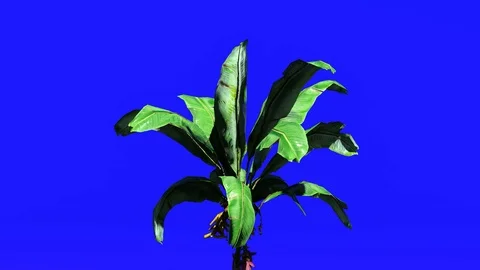 Palm Tree on Blue Screen, 4K Animation, 3D Rendering Stock Footage 122249816