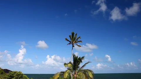 Palm Tree with blue sky and white clouds Stock Footage 79681211