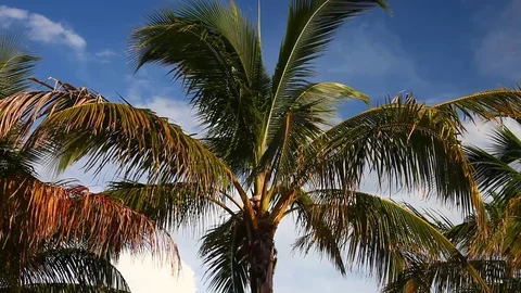 Palm Tree with blue sky and white clouds Stock Footage 79681253