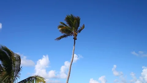 Palm Tree with blue sky and white clouds Stock Footage 79681262