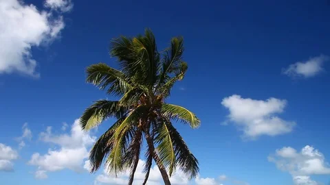 Palm Tree with blue sky and white clouds Vidéo 79681296