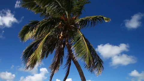 Palm Tree with blue sky and white clouds Stock Footage 79681336