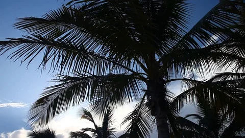 Palm Tree with blue sky and white clouds Stockbeeldmateriaal 79681365