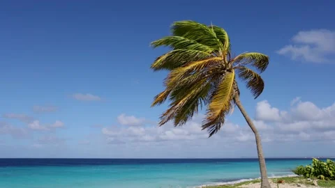 Palm tree on the blue sky and azure sea background. Stock Footage 168888618
