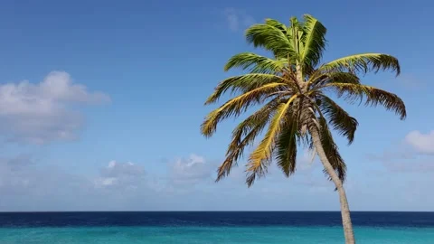 Palm tree on the blue sky and azure sea background. Video stock 168920923