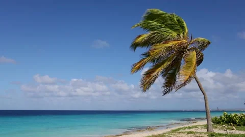 Palm tree on the blue sky and azure sea background. Video stock 168942466