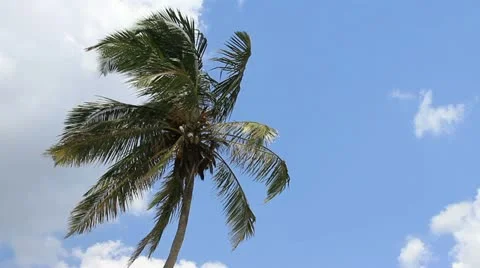 Palm tree on blue sky background Stock Footage 12174494