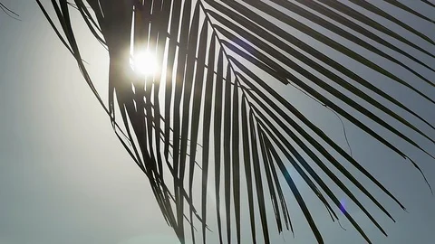 Palm tree on blue sky background moving on wind through the sun with lens flare Video stock 87116782