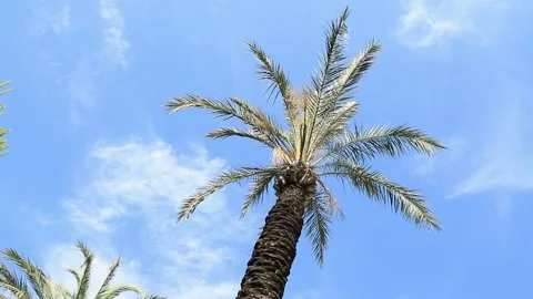 Palm tree on blue sky background Stock Footage 91362493