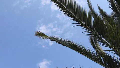 Palm tree, blue sky background, nature garden Stock Footage