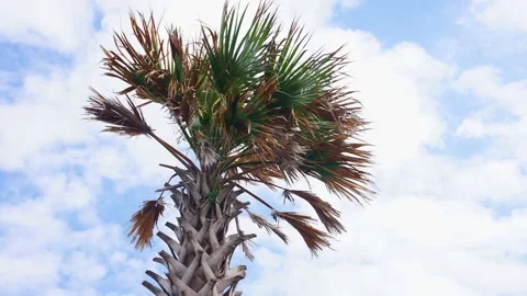 Palm Tree with Blue Sky in a Background on a Windy Day Stock-Footage 158345746
