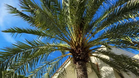 Palm Tree in the blue sky background. Exotic travel vocation concept Stock Footage 256243691