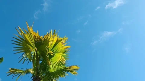 Palm tree on blue sky background Stock Footage 264035306
