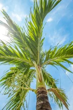 Palm tree blue sky background Stock Photos