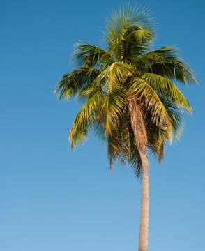 Palm Tree on blue sky background Stock Photos