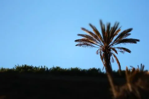 Palm tree on blue sky background tilt-shift effect Stock Photos