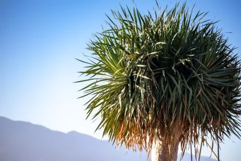 Palm tree on blue sky background Foto stock
