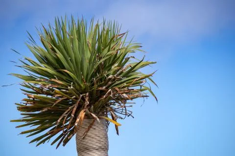 Palm tree on blue sky background Foto stock