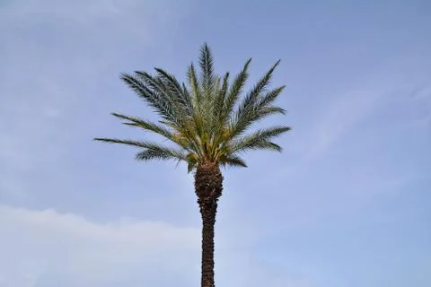 Palm tree to blue sky background. Design concept for a tropical calendar. Stock Photos