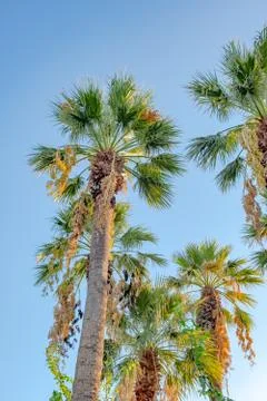 Palm tree on blue sky background Stock Photos