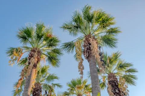 Palm tree on blue sky background Stock Photos