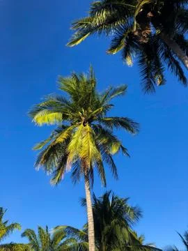 Palm tree with blue sky on background 写真素材
