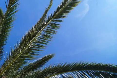Palm tree blue sky background Stock Photos