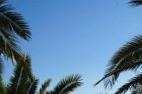 Palm tree blue sky background Stock Photos