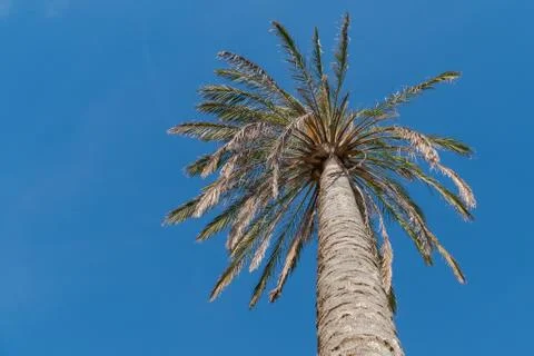 Palm tree with blue sky background arecaceae plant Stock Photos
