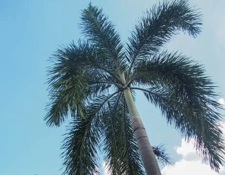 Palm tree on blue sky background Foto stock