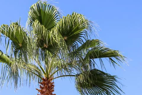 Palm tree on blue sky background in summertime Stock Photos