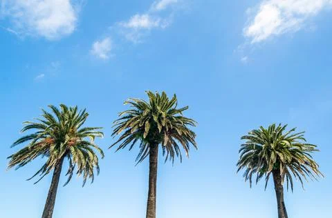 Palm tree on blue sky background Stock Photos