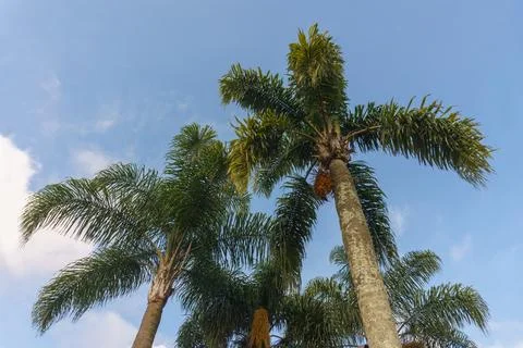 Palm tree on blue sky background Stock Photos