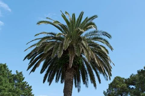 Palm tree on blue sky background. Foto stock