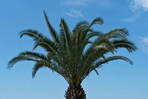 Palm tree on blue sky background. Stock Photos