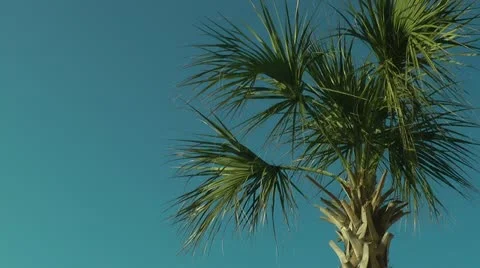 Palm tree with blue sky closeup Stock Footage 11115844