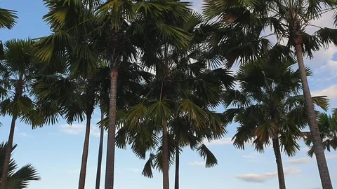 Palm tree blue sky cloud background Stock Footage 115712790