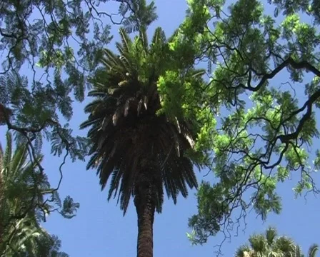 Palm tree on blue sky Stock-Footage 94081