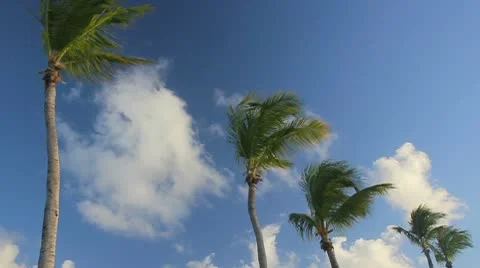 Palm tree on the blue sky Video stock 8920633