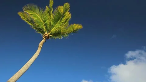 Palm tree on the blue sky Stock Footage 8920730