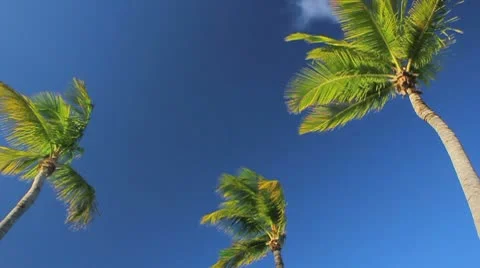 Palm tree on the blue sky Video stock 8920924