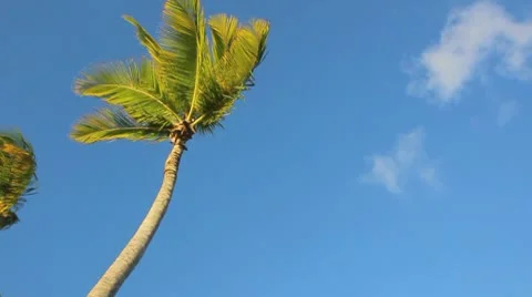 Palm tree on the blue sky Video stock 8920968
