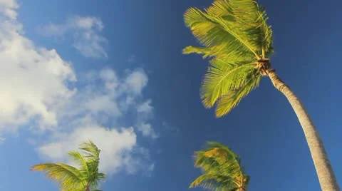 Palm tree on the blue sky Video stock 8921124
